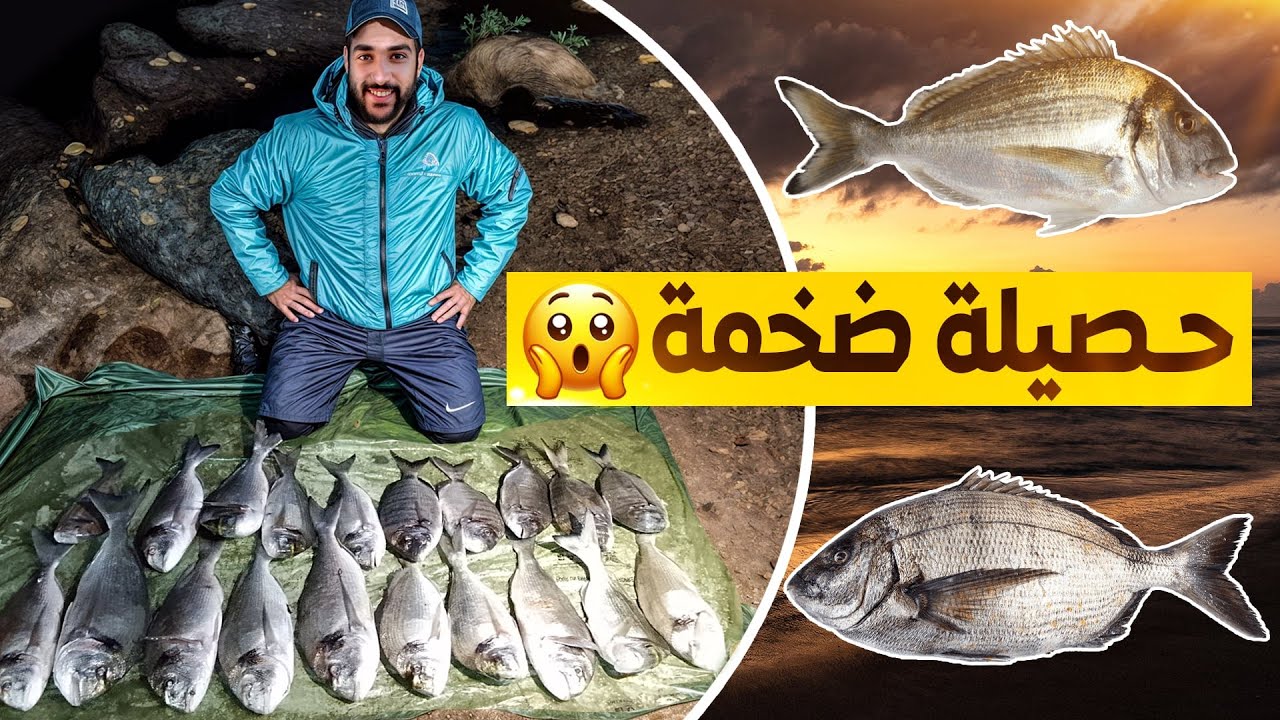 استكشاف مصايد تواجد الدوراد النتيجة : حصيلة كبيرة