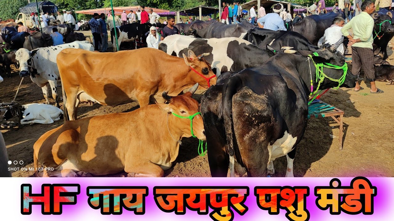 #जयपुर राजस्थान आज की ताजा गाय मंडी देखें | हटवाड़ा पशु मंडी में #HF गाय की कीमत Jaipur pashu mela