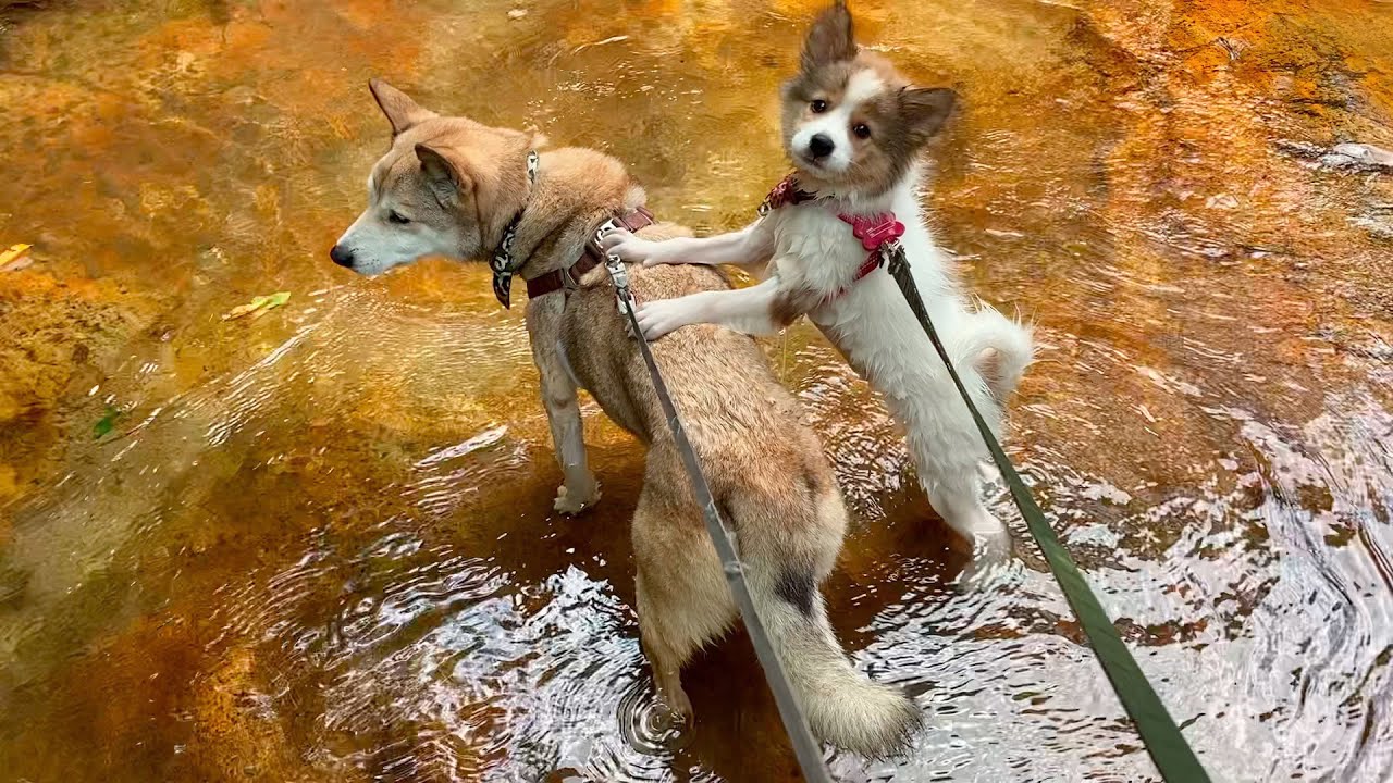 【初めての天然プール】先住犬を踏み台にしつつも徐々にはしゃぎ始める元野犬の仔犬🐶
