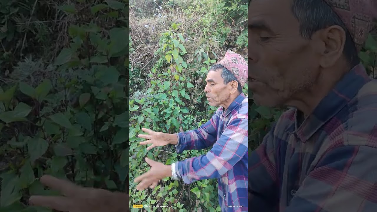 माओवादीको नाममा झाड मात्र बाकी 😂  #comedy #nepali 