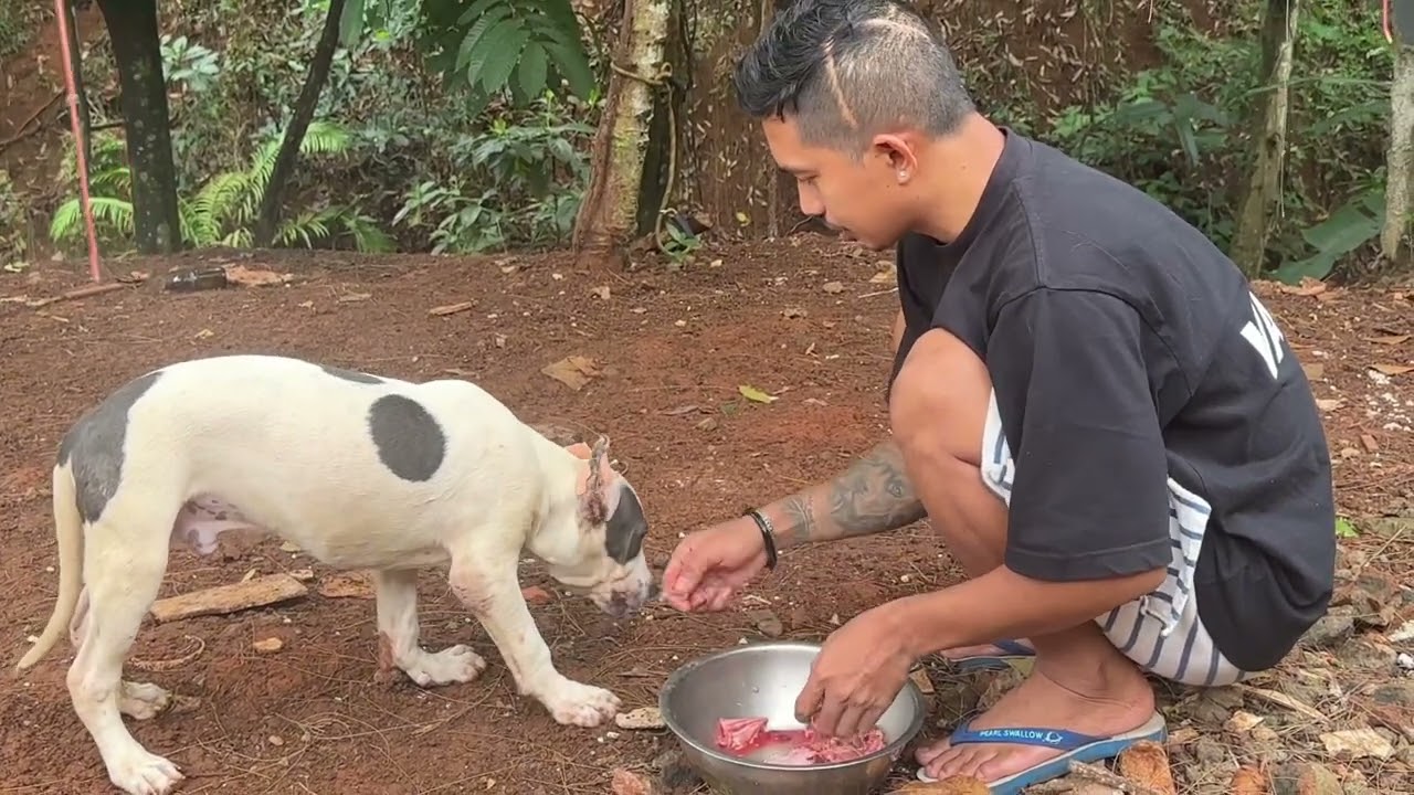 TIPS PERTAMA KALI MELATIH ANJING ‼️