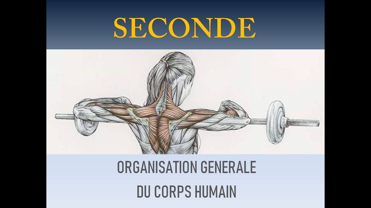 organisation générale du corps humain