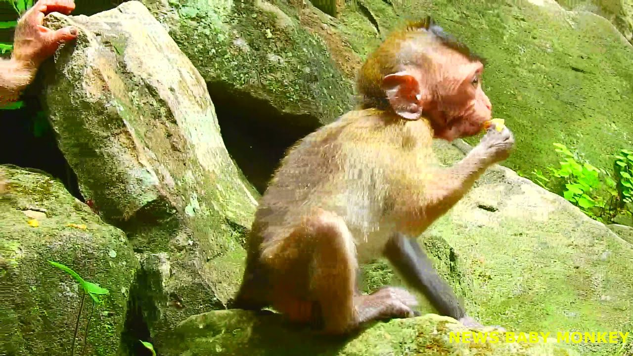 LAUNCH TIME POOR ABANDONED BABY MONKEY RONNIE HUNGRY @NewsBabyMonkey