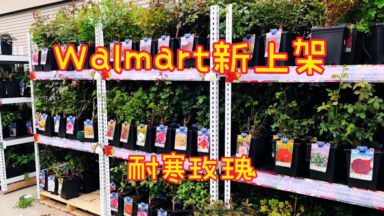 Walmart新上架的几款耐寒玫瑰。【莎拉养花】
