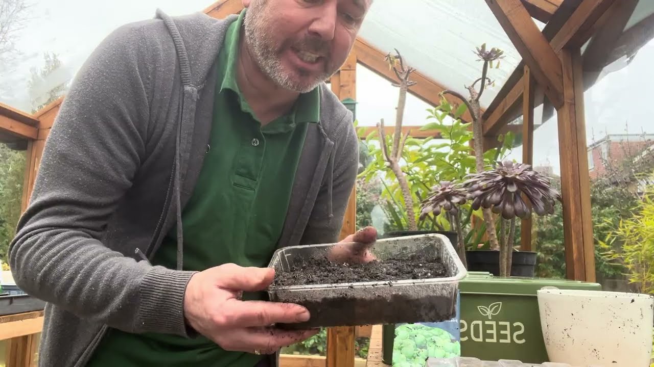 How to sow Basil 