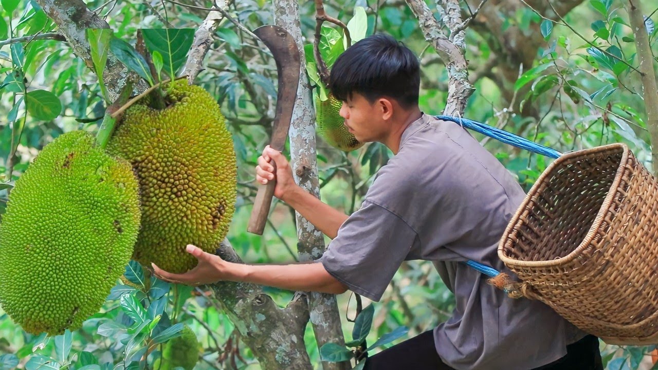 Picking jackfruit to make Filipino food - Adobong Langka  [Filipino Countryside Life]