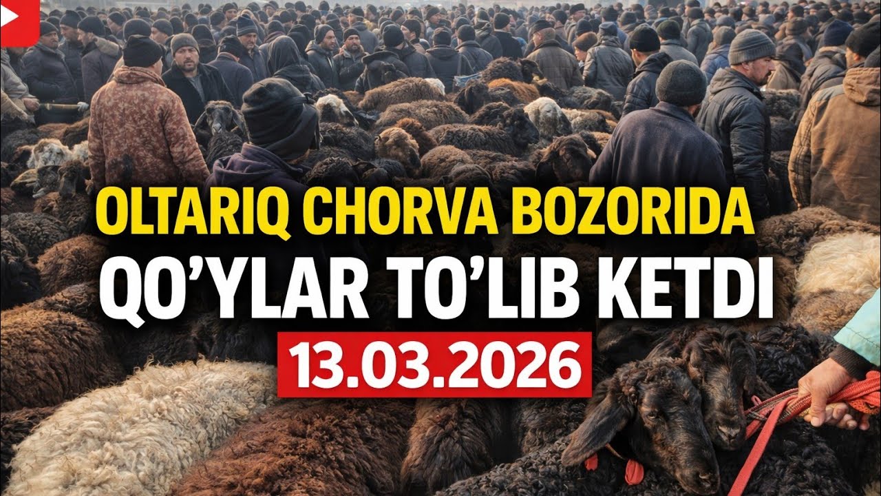 OLTARIQ CHORVA BOZORIDA QOʻYLAR TOʻLIB KETDI.