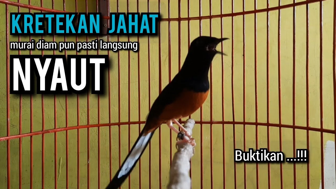 KRETEKAN murai batu gacor BUAT PANCINGAN murai batu agar bunyi JADIKAN burung murai gacor EMOSI