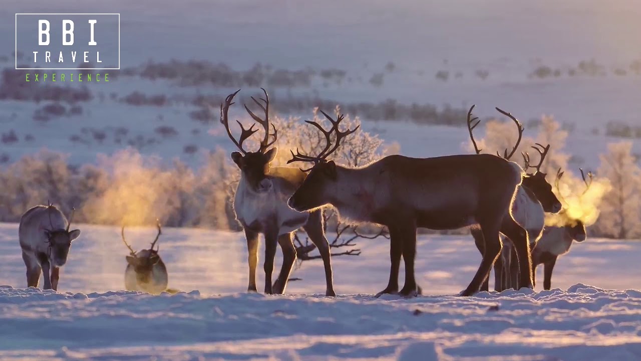 Lapland/Finland Winter Saariselkä met BBI Travel