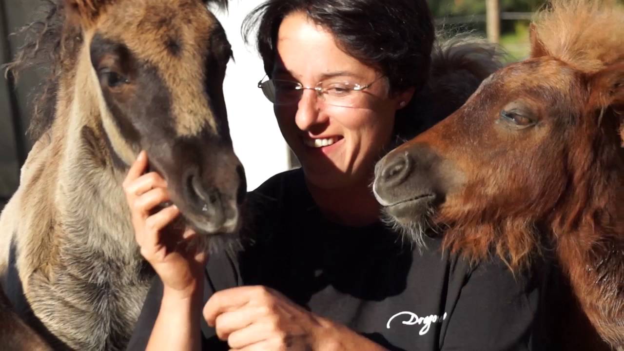 Mini Shetland Ponies & Spotted Ponies