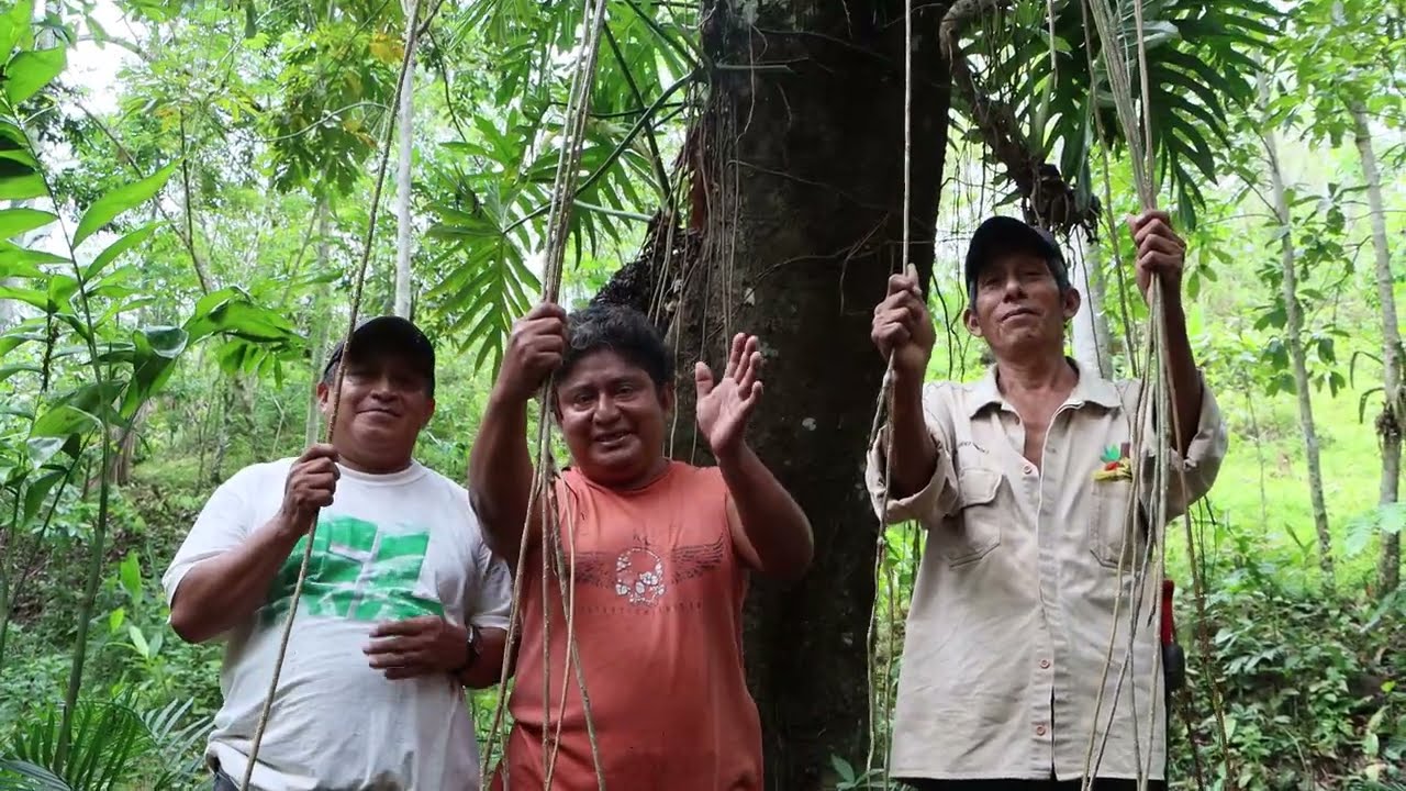 Mimbre mutusay, tejiendo biodiversidad en Tabasco