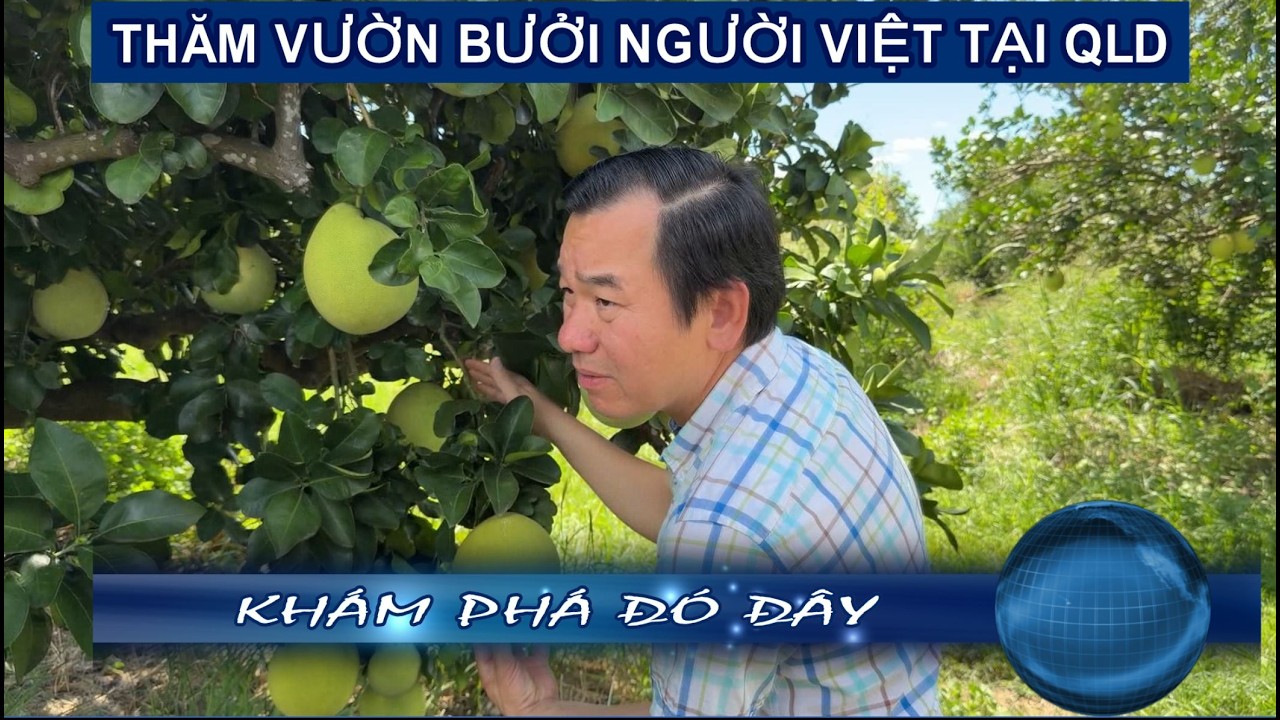 KHÁM PHÁ ĐÓ ĐÂY - 01-03-2026 - THĂM VƯỜN BƯỞI CỦA NGƯỜI VIỆT TẠI QLD