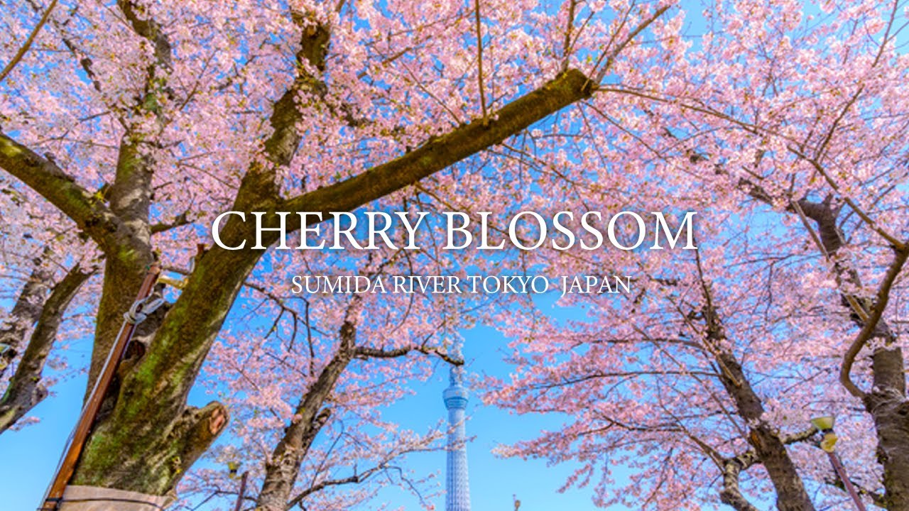 4K WONDERFUL CHERRY BLOSSOM TOKYO SUMIDA RIVER JAPAN  SAKURA WALKING TOUR | 4K Video 60fps NATURE
