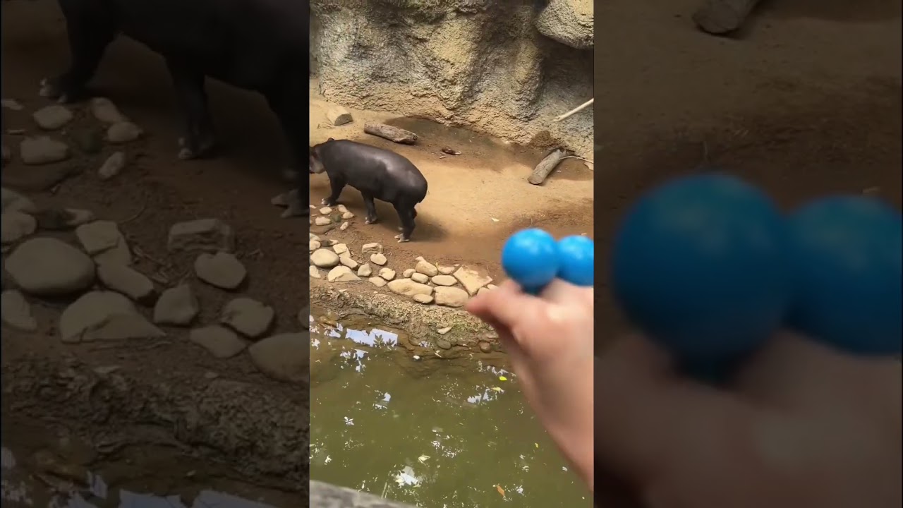 PUPPIES GOES TO THE ZOO  #shorts