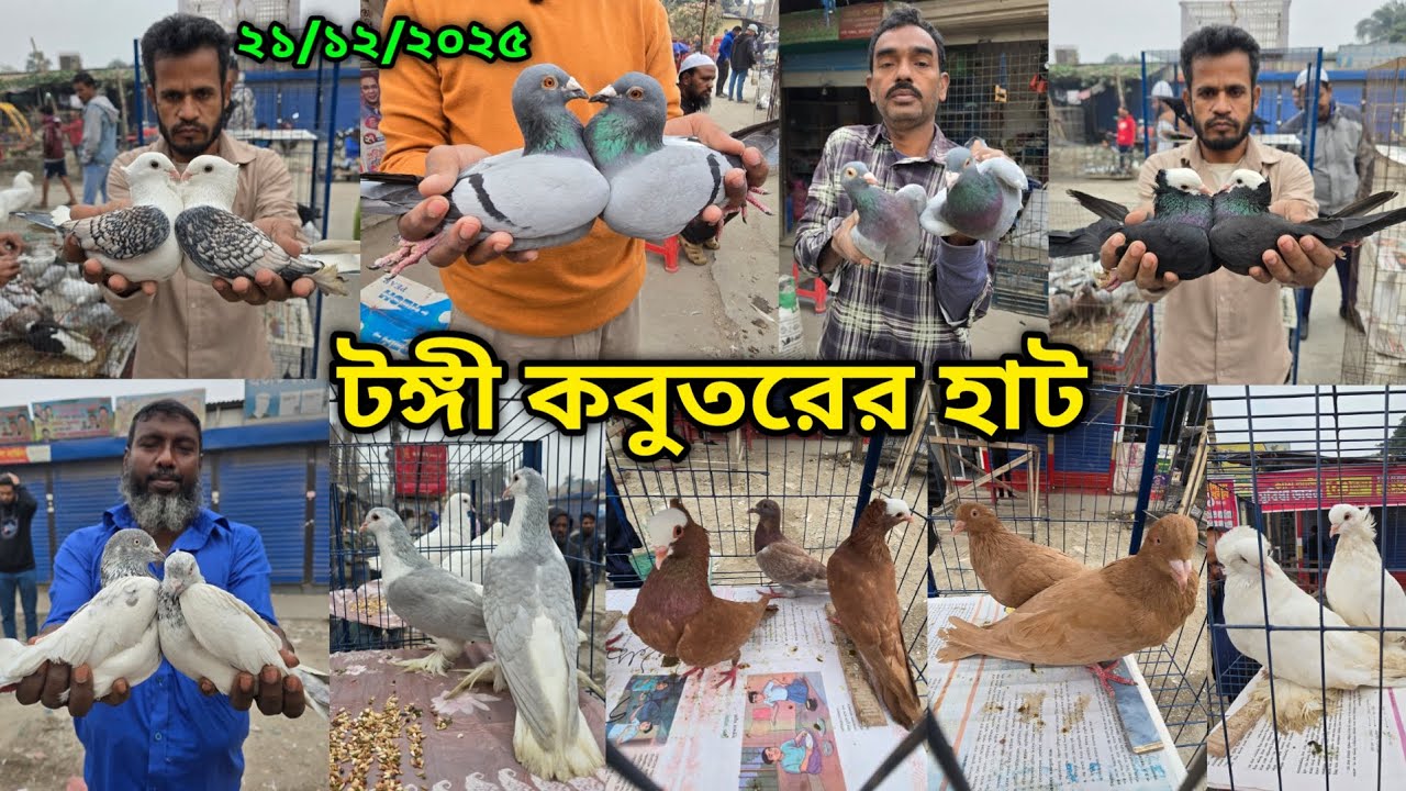 ২১/১২/২০২৫ টঙ্গী কবুতরের হাট | Tongi kobutor hat 2025 | Biggest Pigeon Market in Bangladesh 2025
