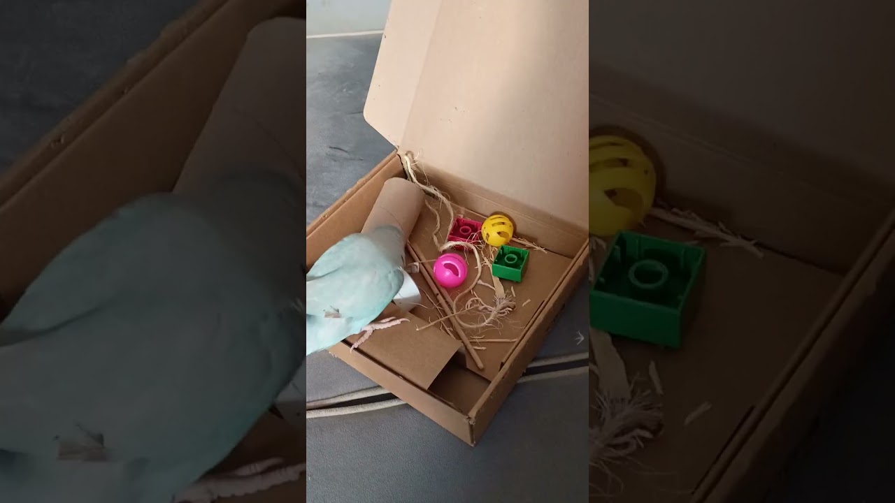 O que posso fazer para distrair meu ringneck?