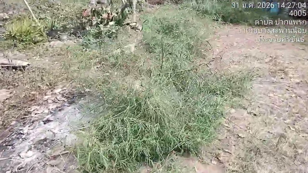 ไม้ไผ่อีกแล้วครับ