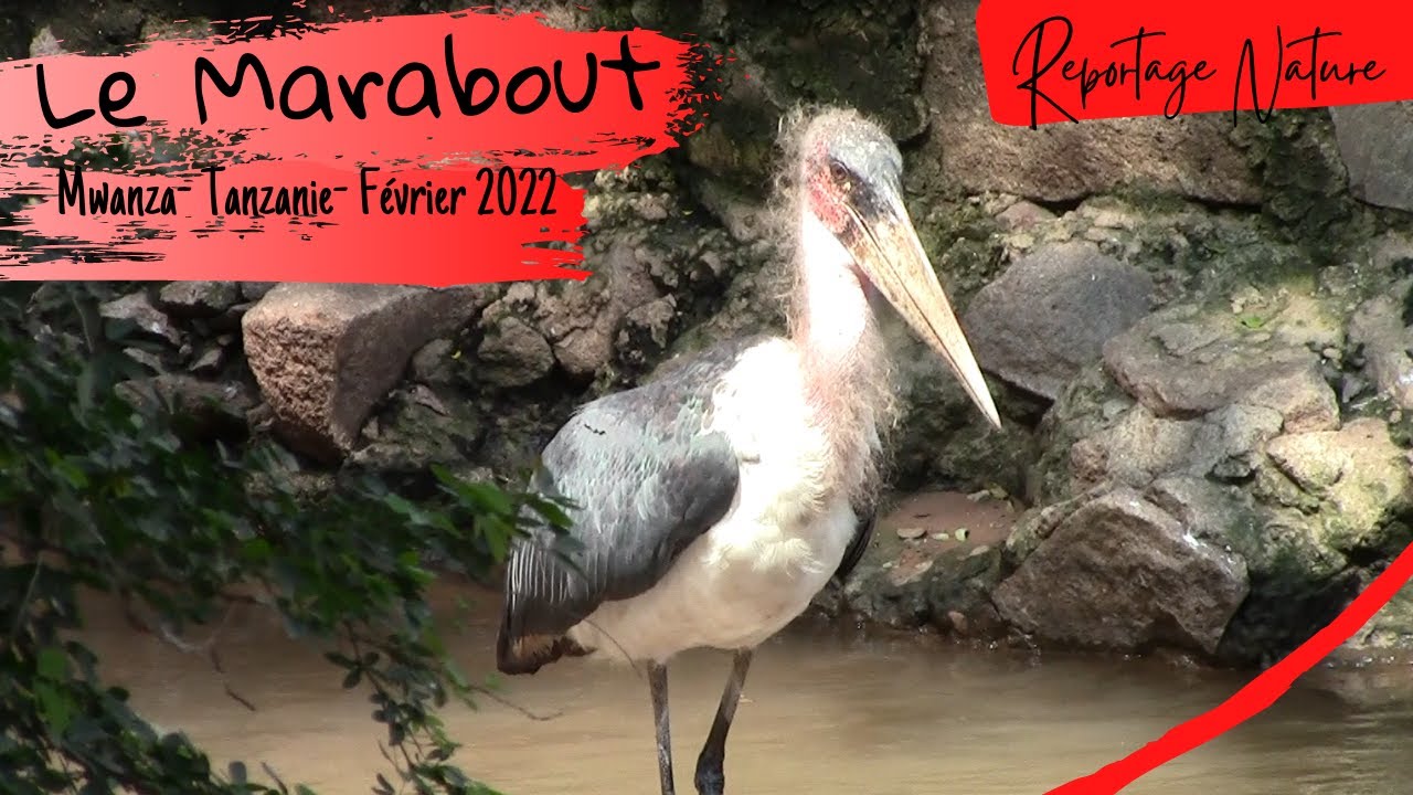Le Marabout d'Afrique - cet oiseau impressionnant