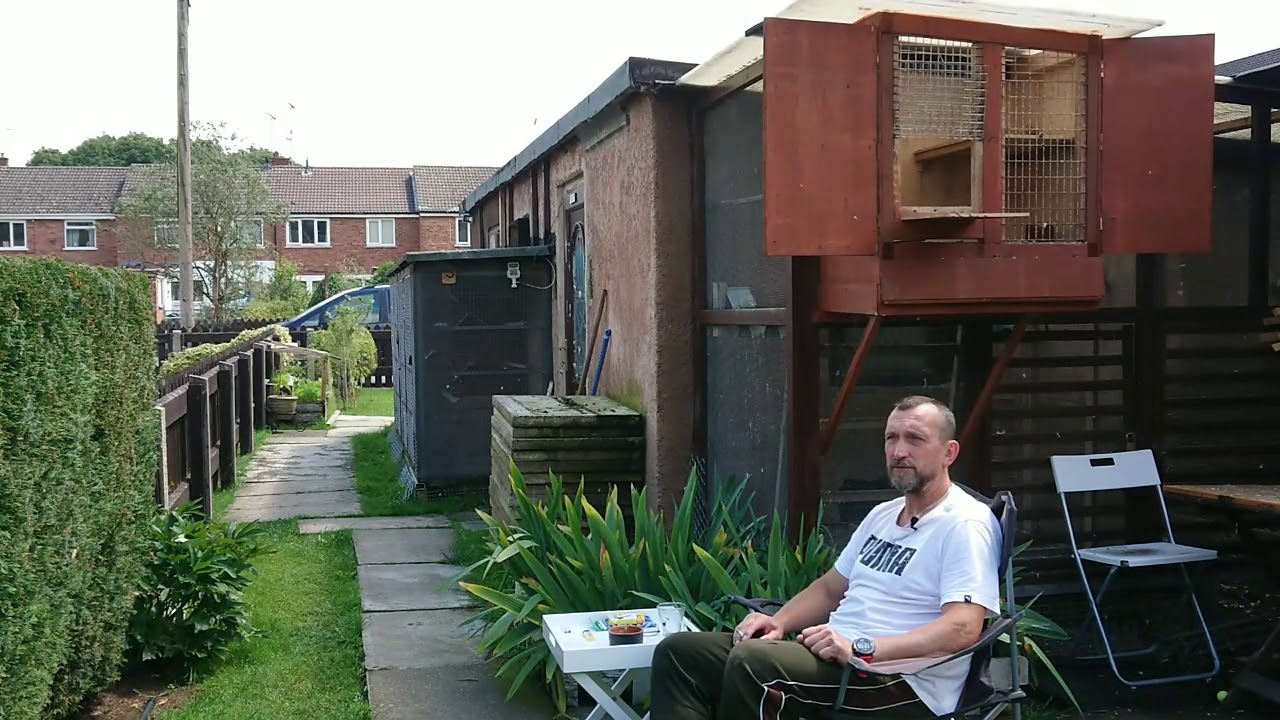 Gołębie Pocztowe w Anglii. Pierwszy lot