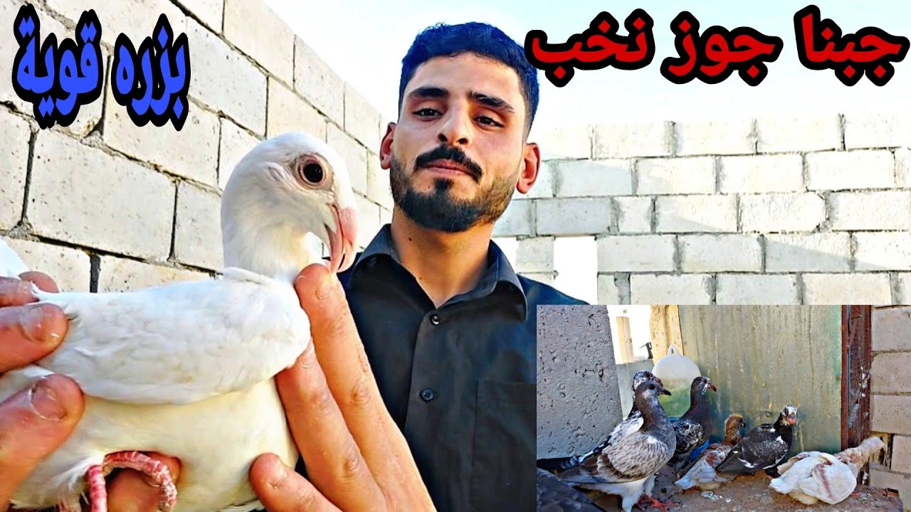 جبنا جوزين نخب بزره قويه وانتاج عند الزق اشي رهيب وركبنا جواز جداد