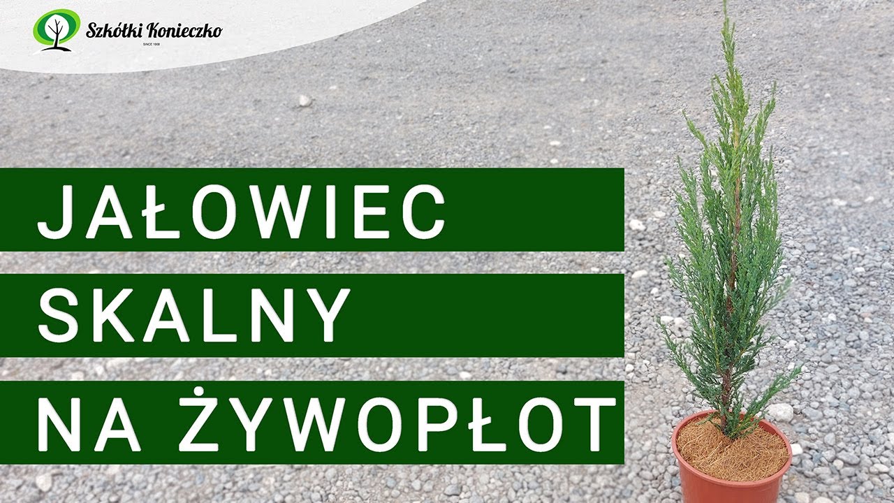 Jałowiec Skalny 'Blue Arrow' - Roślina na Żywopłot Iglasty | Juniperus scopulorum