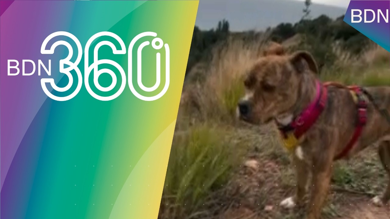 El robatori de dos gossos al Centre d’Acollida d’Animals de Companyia dispara les alarmes - BDN360º