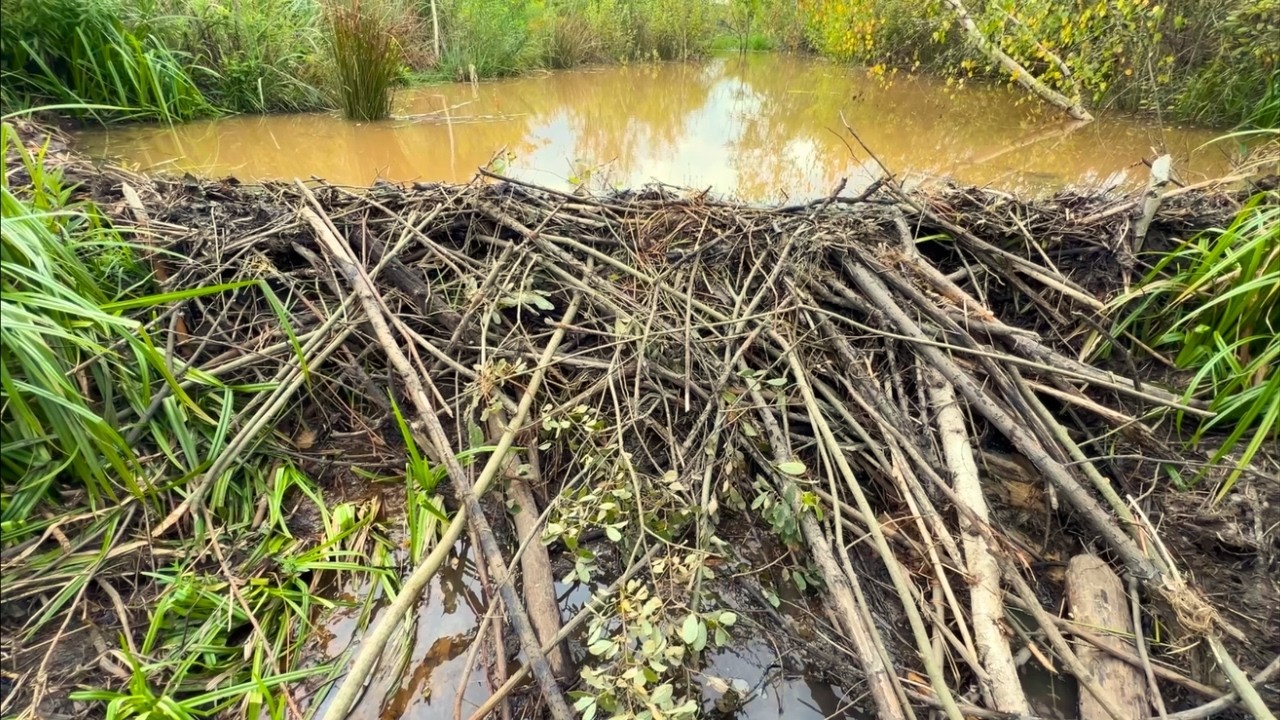 Beaver Dam Breached – Flooded Drainage Canal Emptied Fast!