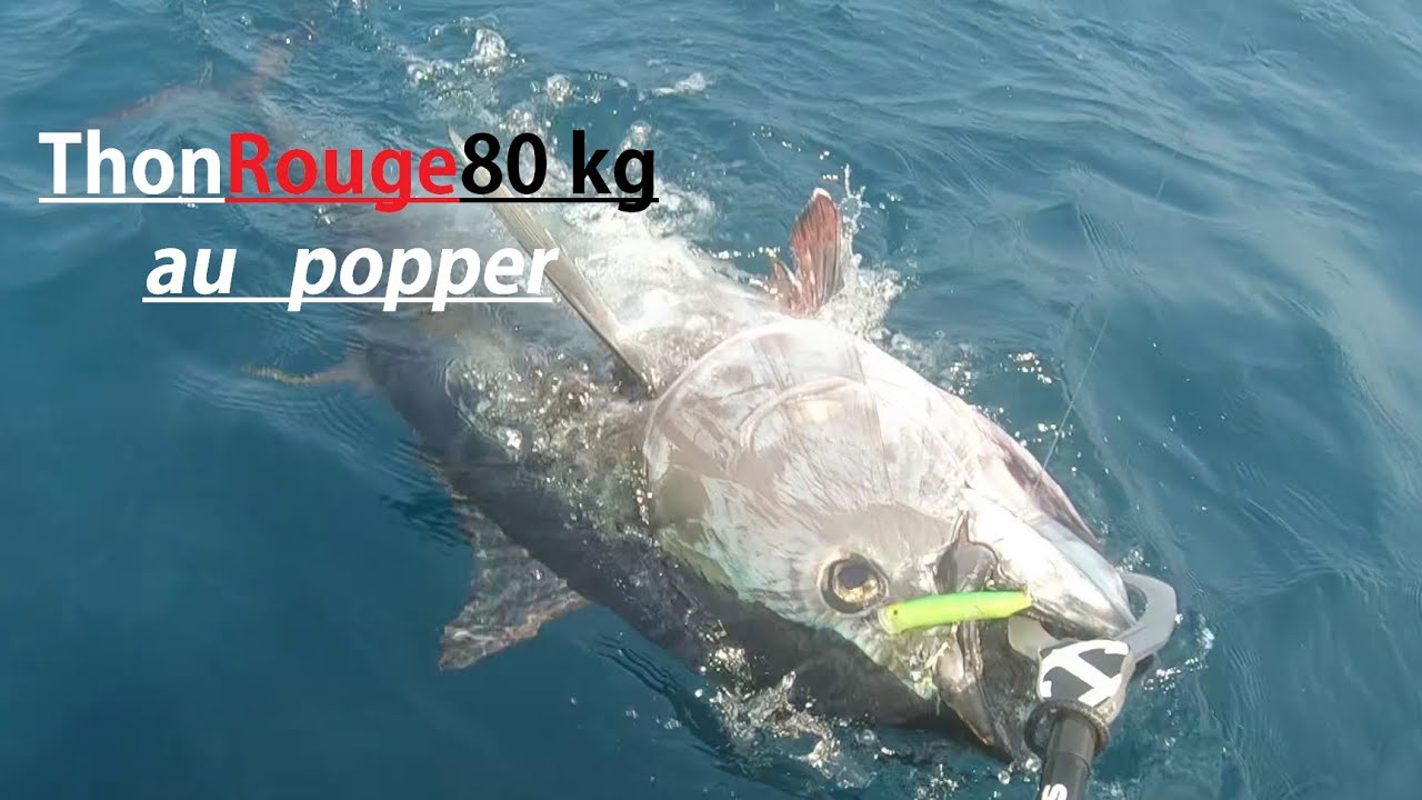 Thon Rouge 80 kg au Popper ÉPISODE 2 pêche au large golfe de Gascogne