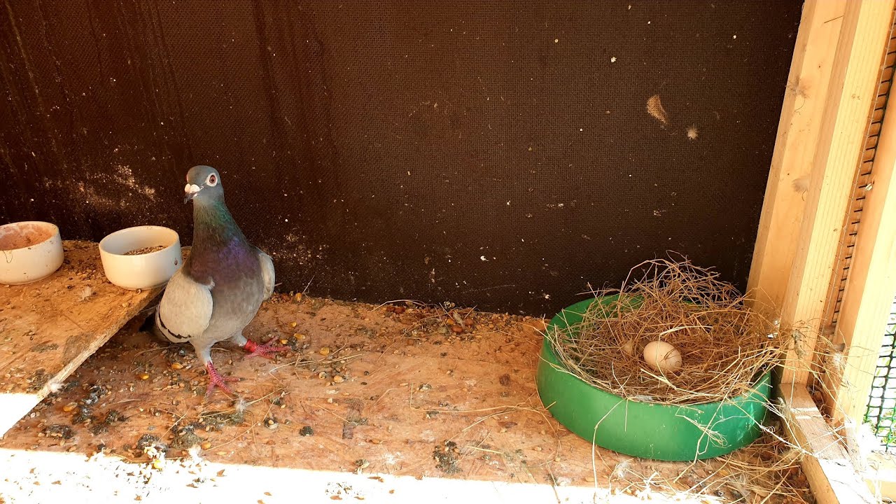 اليوم طيرت الحمام🇪🇦🇲🇦🕊💜➕الدريساج➕بيضات🥚بورتوغيسا مع القهوى🟤 #pigeon #shorts #maroc #españa