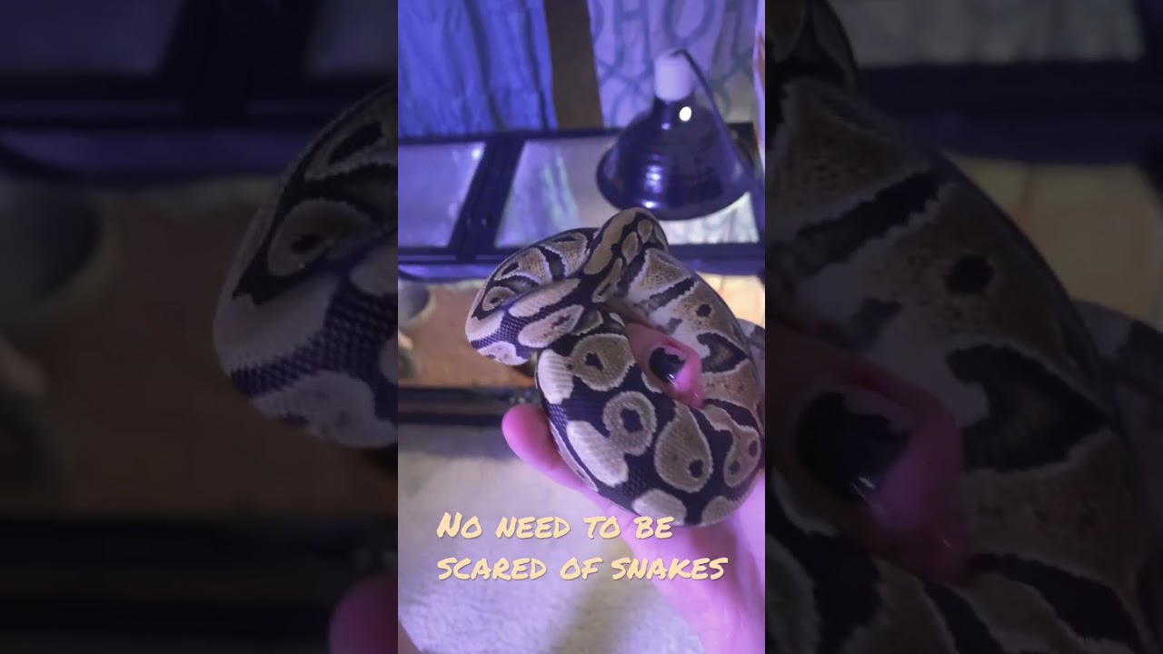 snake or cake?