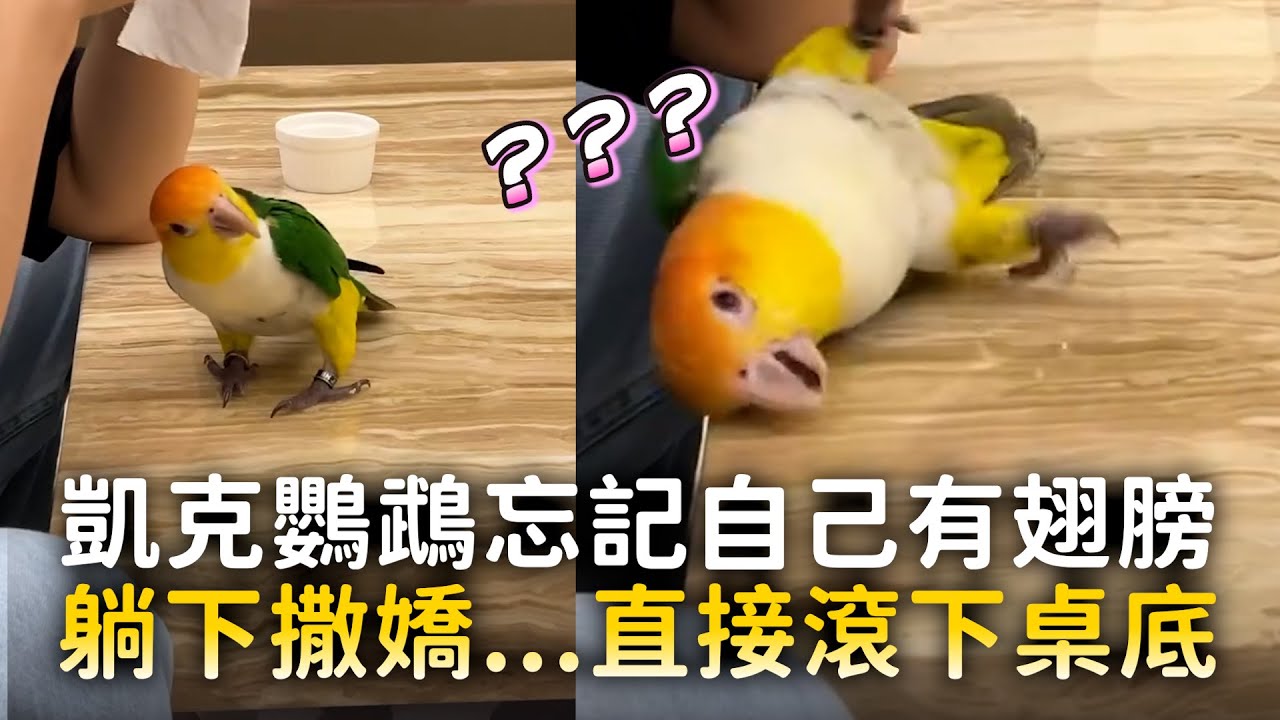 凱克鸚鵡忘記自己有翅膀　躺下撒嬌...直接滾下桌底
