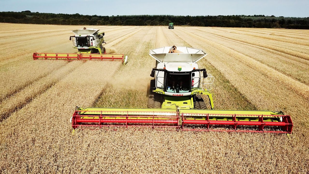 Claas Lexion 780TT Combines Harvesting Wheat | Big Harvest