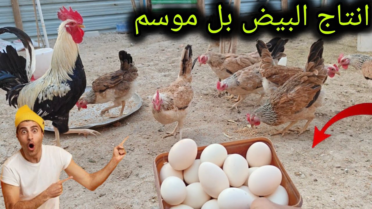 جبت علف الدجاج 🐔 انتاج البيض 🥚 مالكم نيه توصلونه 34 الف علمود الهدية 🎁