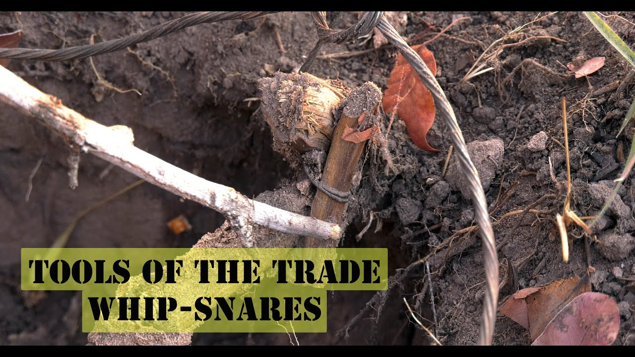 Tools of the Poaching Trade: Whip-snares