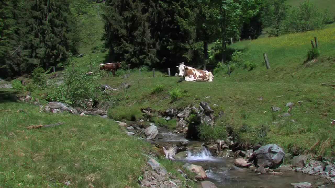 Die Gsenghof Alm