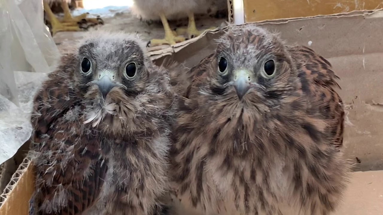 2020황조롱이 육아24Kestrel nesting 24 - 막내야 막내야 어디 가니! Magnei,, where are you going now!!