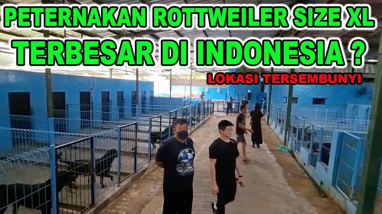 PETERNAKAN ANJING ROTTWEILER TERBESAR DI INDONESIA - LOKASI TERSEMBUNYI