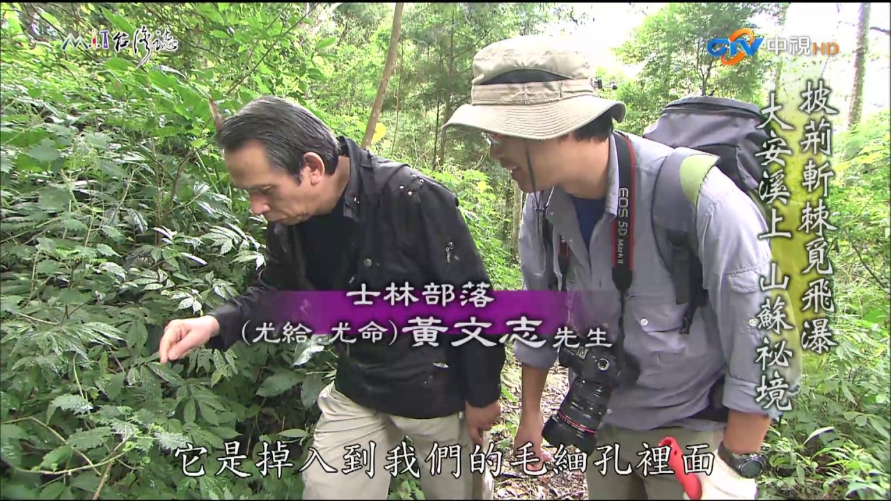 【MIT台灣誌 #495】披荊斬棘覓飛瀑~大安溪上 山蘇祕境_1080p