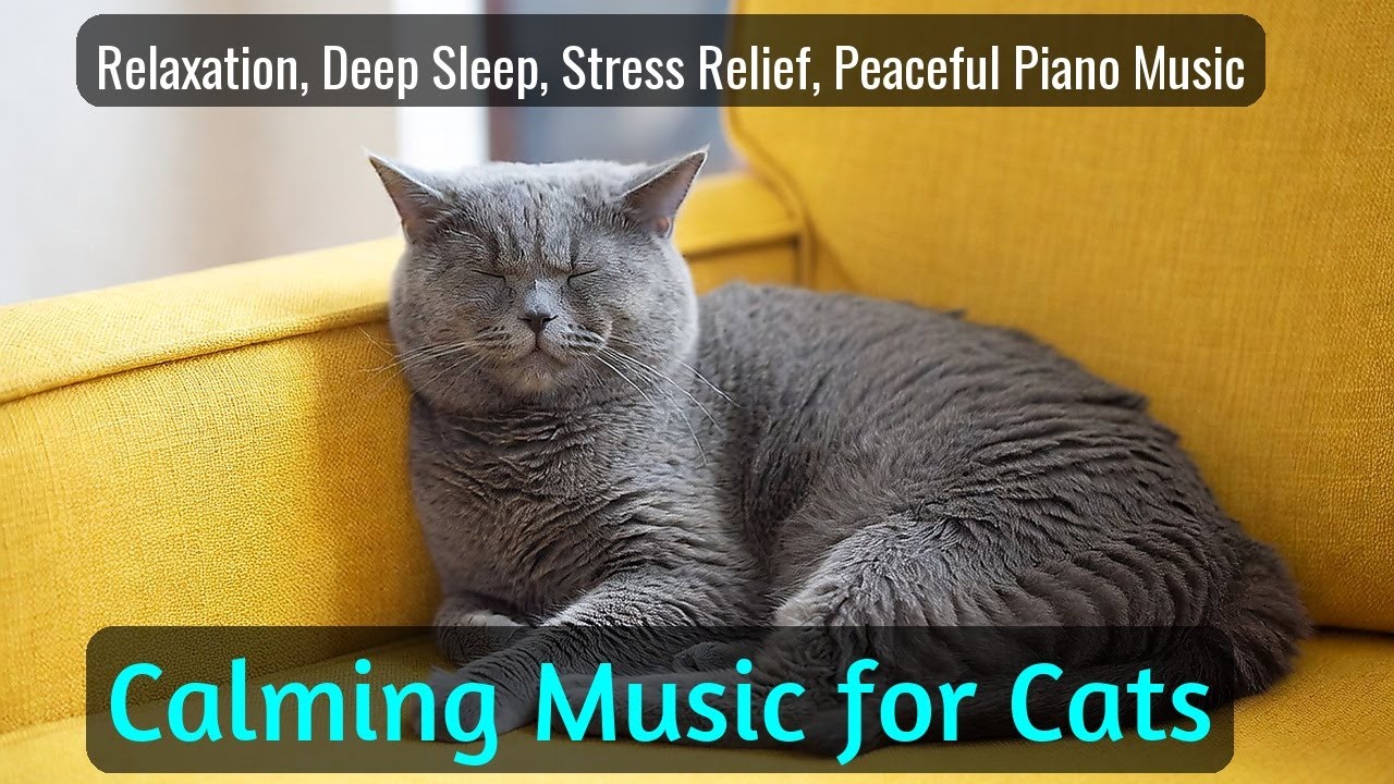 LIVE Soft Cat Sleeping Stream for Relaxation 🧘 | Season 54