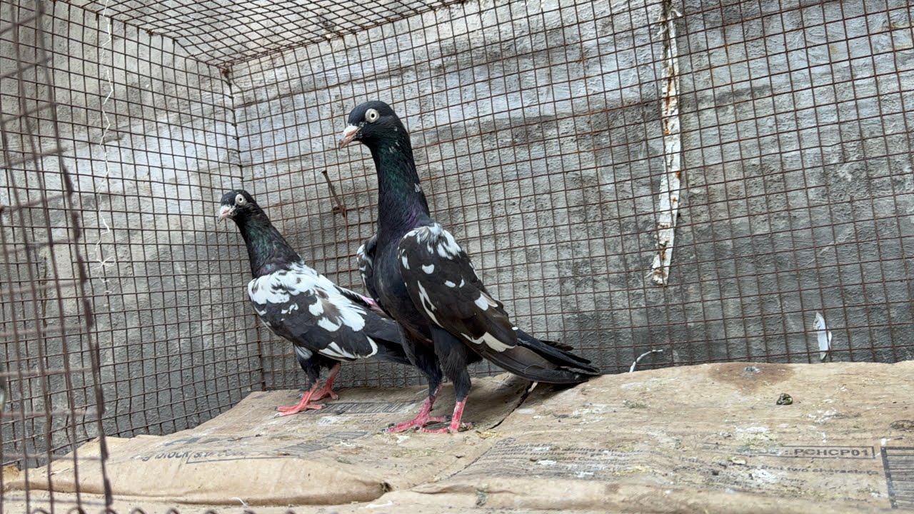 Superb 😍 Sharnpuri kalanch kabootar for sale || Akash pigeon loft || kalyan 