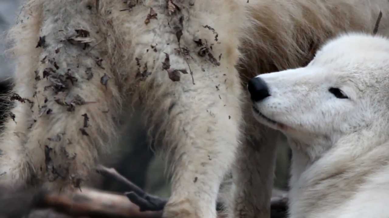 Grooming wolves