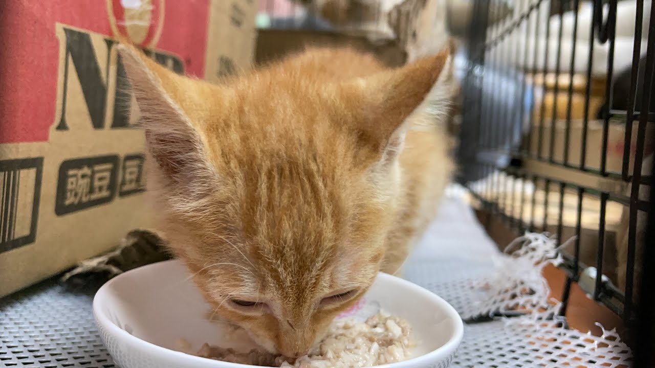 小奶猫用三天时间学会了听人话，饿了就叫开饭，吃饱就撒娇