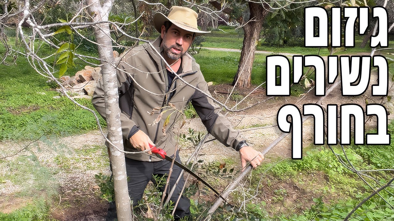 המלצה לגיזום עצים נשירים בחורף