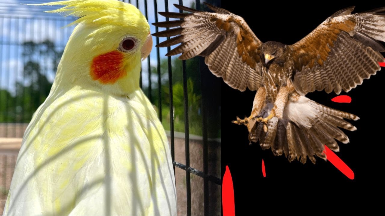My Cockatiel Got Attacked By A Hawk