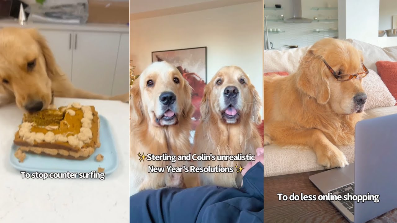 My Dog's Unrealistic New Year's Resolutions