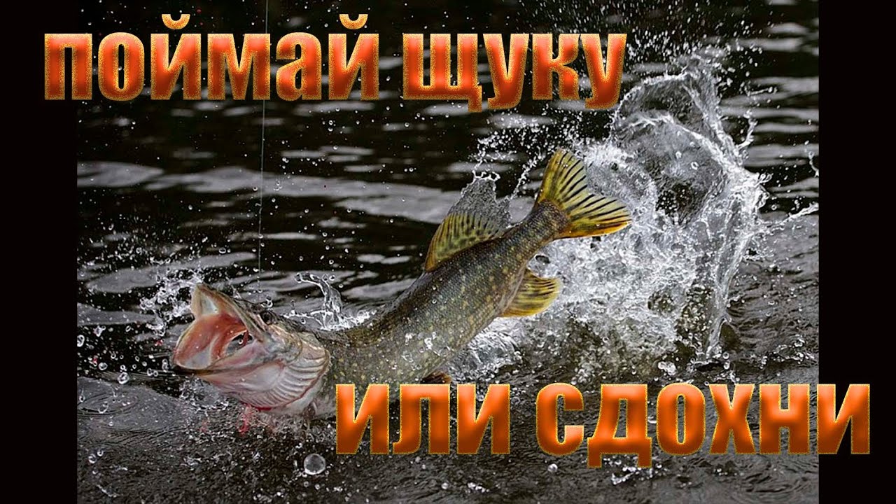 Рыбалка с сапборда на щуку в траве