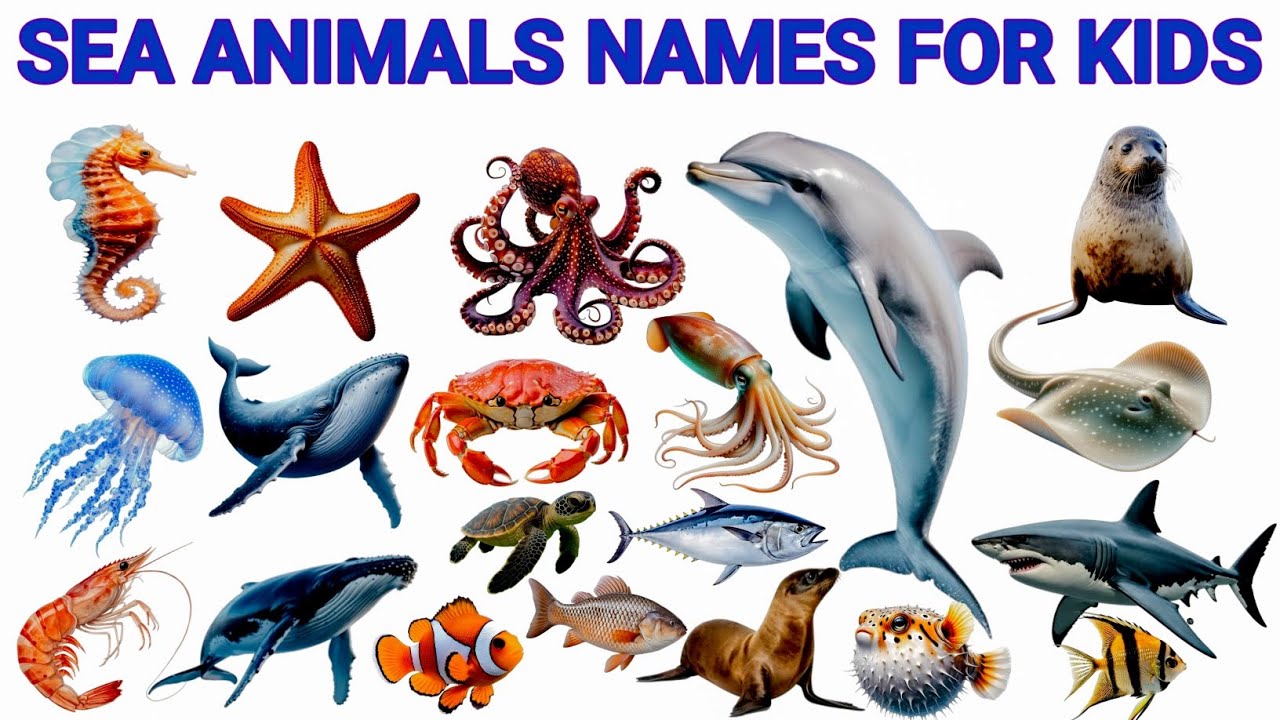 20 Sea Animals Name in English with Sounds | Ocean Animals for Kids | Learn English vocabulary Kids