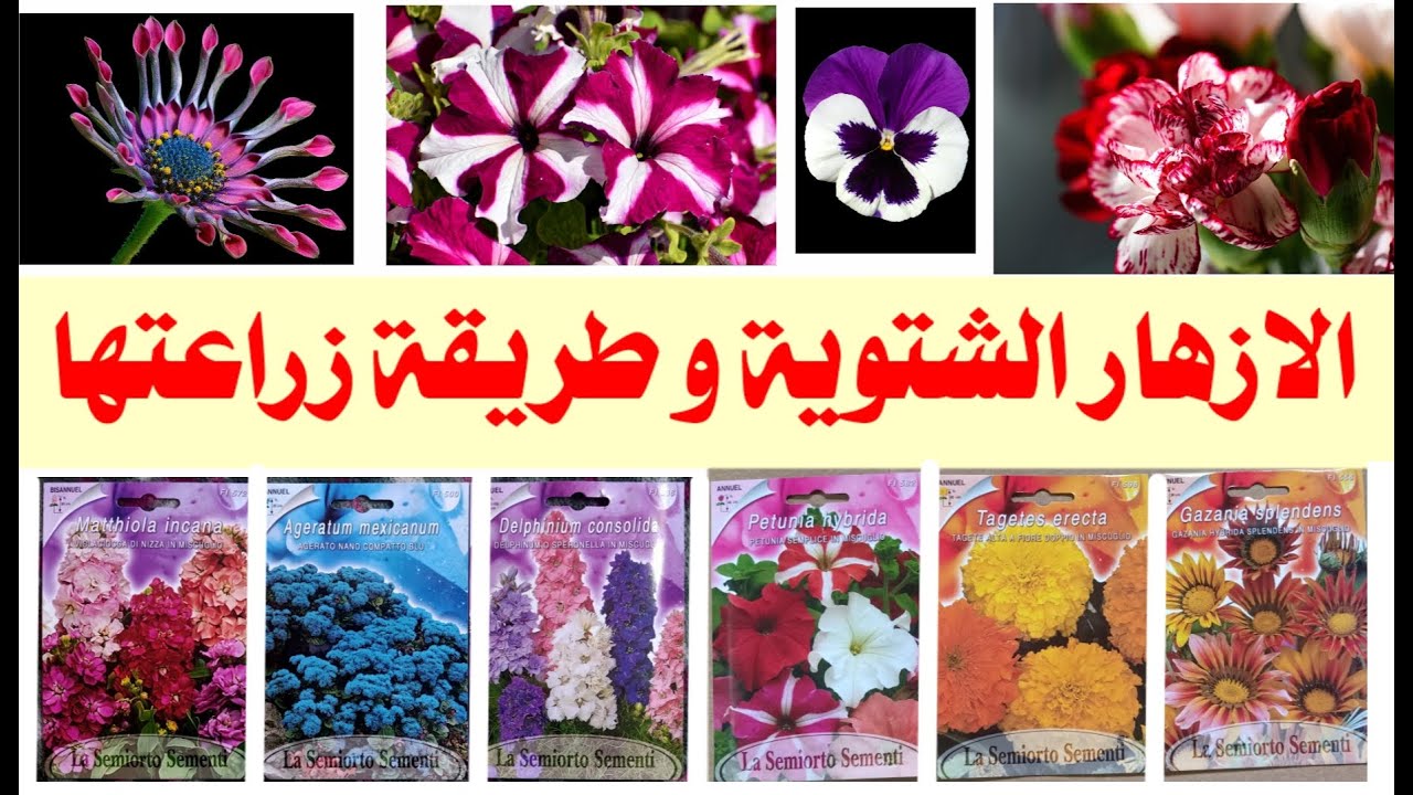 ما هي الازهار الشتوية و كيف نزرعها. الحوليات الشتوية