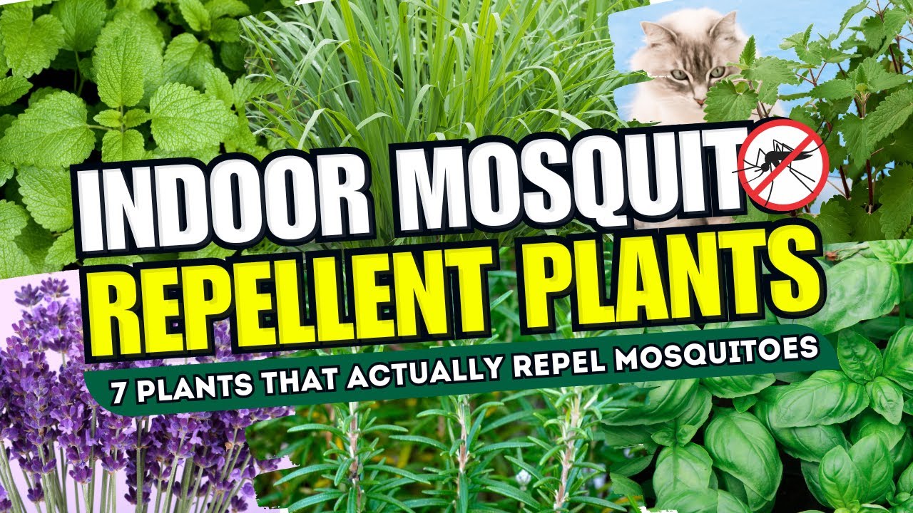 🚫🦟 NO MORE MOSQUITOES! Top 7 Indoor Plants That ACTUALLY Repel Mosquitoes - NATURAL SOLUTIONS! 🌱✨