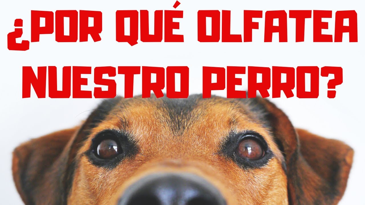 &iquest;POR QU&Eacute; OLFATEA TODO MI PERRO? &iquest;ES BUENO QUE LO HAGA?